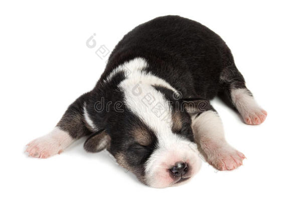 可爱的睡眠小斑点哈瓦那小狗