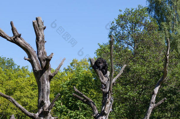 蓝天上树上的黑猩猩猴子