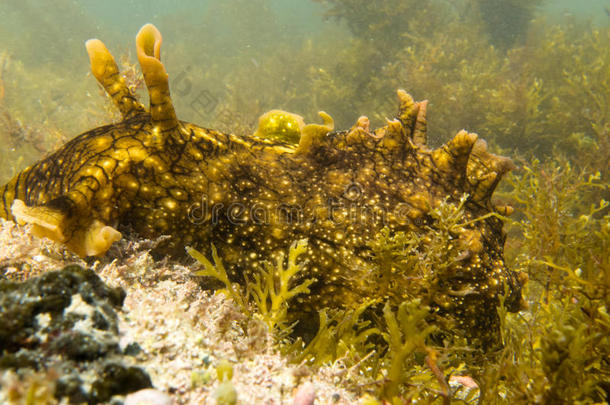 大型海洋鼻涕虫在海藻上捕食藻类