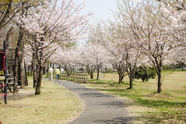 <strong>樱花道</strong>