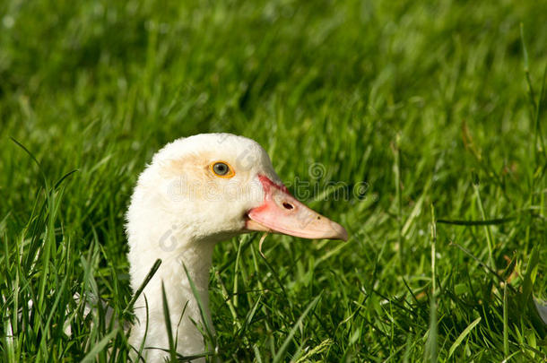 鸭头伸出草地