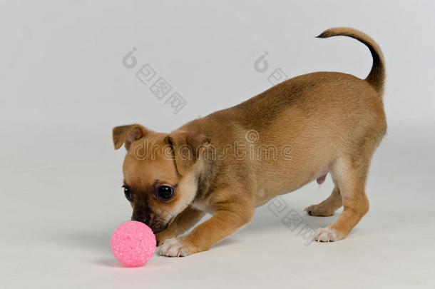 吉娃娃小狗玩球