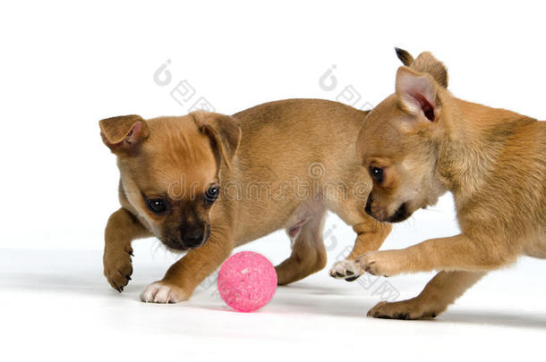 两只带球的小狗
