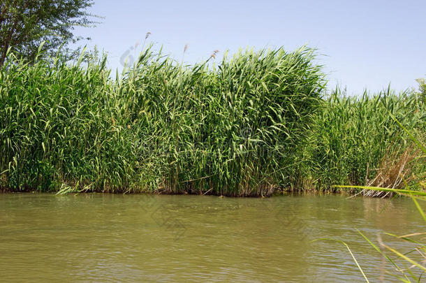 美女<strong>植物</strong>学微风灌木<strong>藤条</strong>