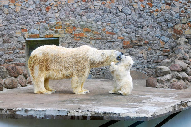 北极小熊亲妈妈
