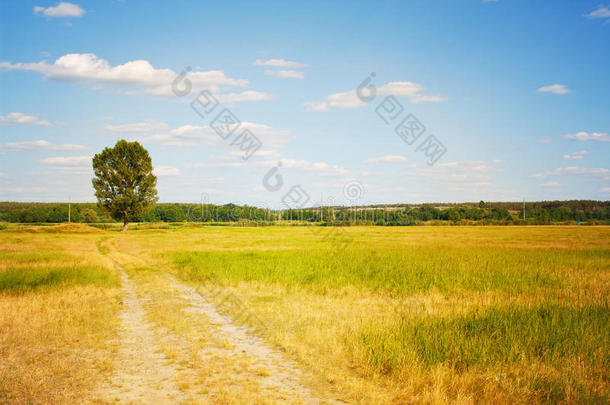 美丽的风景。孤独树之路