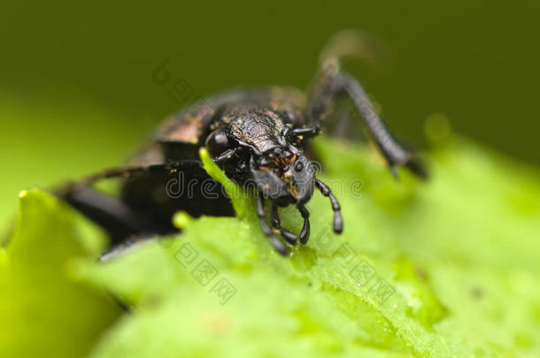 calosoma<strong>检察</strong>官