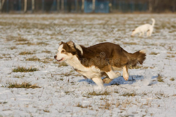 雪地里的狗