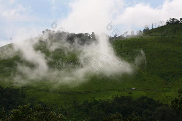 高山青林雾