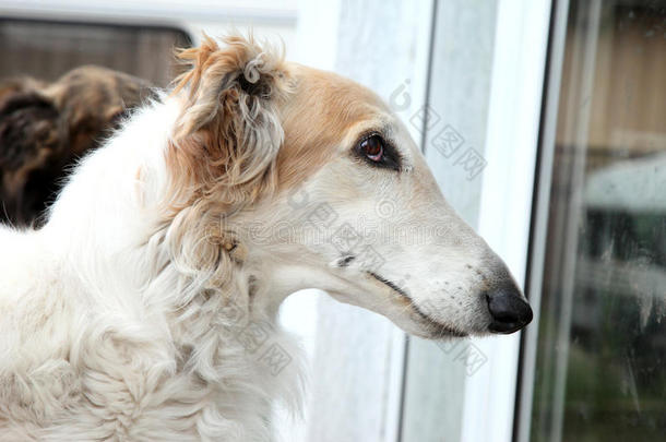 俄罗斯猎狼犬画像