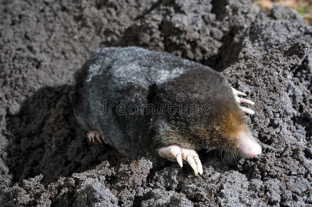 沙中的鼹鼠