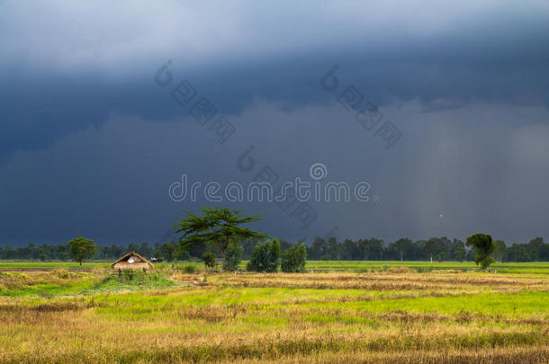 稻谷雨