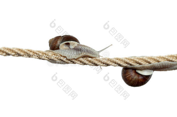 <strong>绳索</strong>上的高飞蜗牛