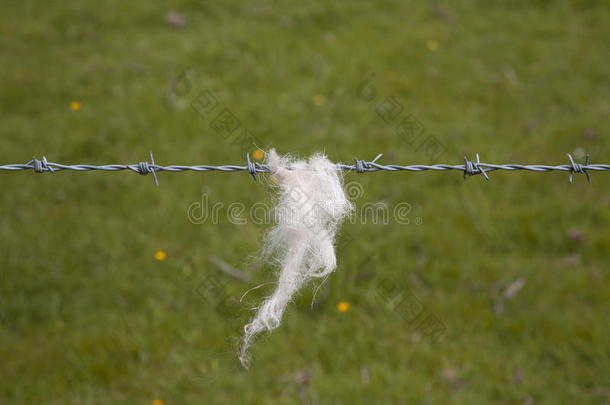 羊绒被带刺的铁丝网缠住