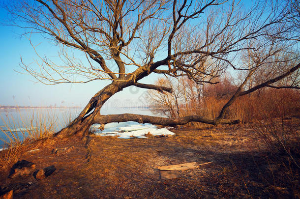 河畔冰面融化的弯弯曲曲的树