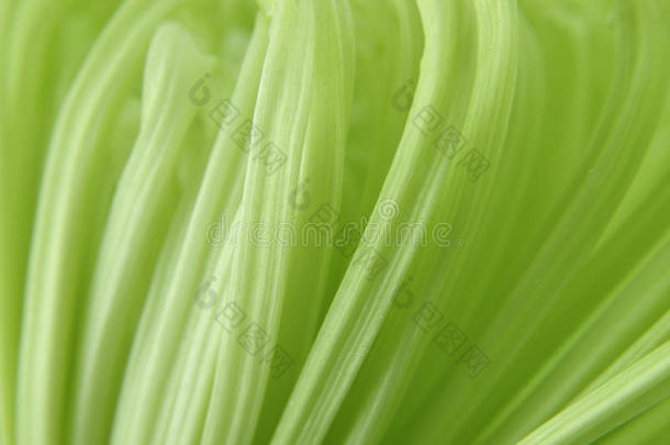 野菊花