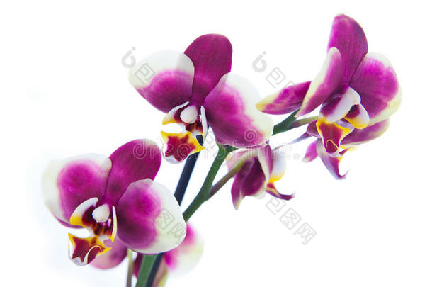 紫白兰花