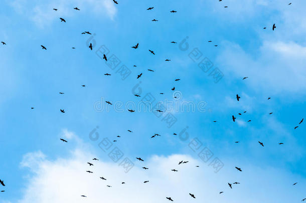 蓝天下的鸟群