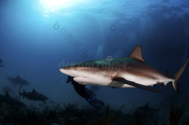 加勒比海礁鲨