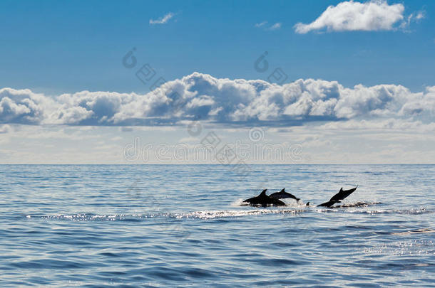 海豚海景