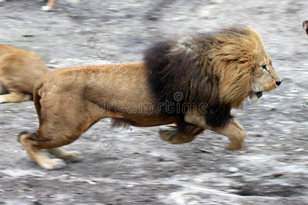 奔跑的狮子