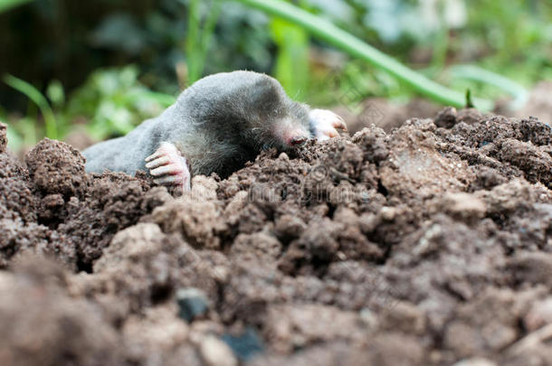 土壤中的<strong>鼹鼠</strong>