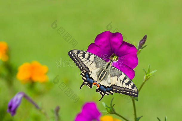 美丽的矮牵牛花在喂蝴蝶