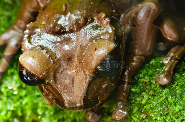 中美洲棕色热带蛙
