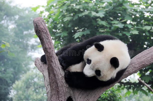 熊猫在树上玩耍