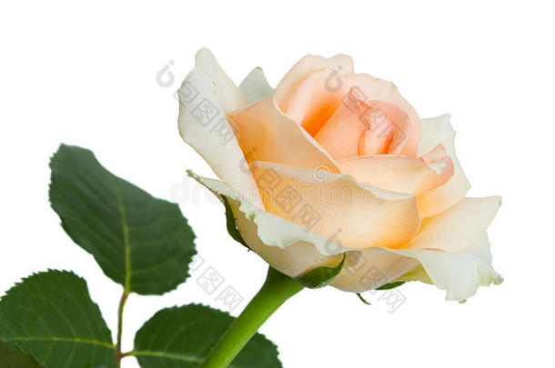 白底浅粉色玫瑰