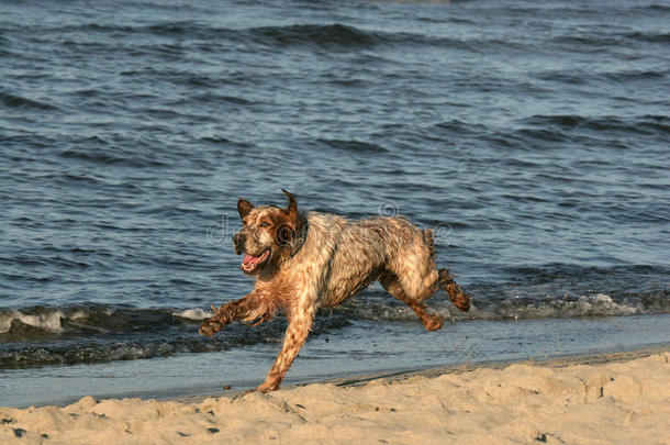 海滩上的快乐猎狗