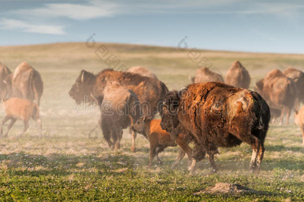 美洲野牛（bison bison）<strong>踩踏</strong>
