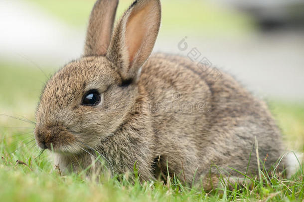 草地上可爱的小兔子