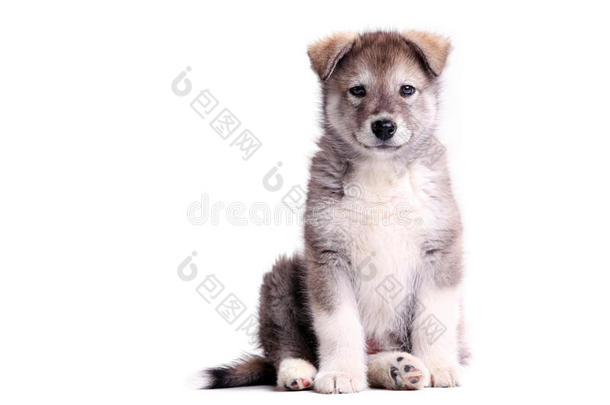 阿拉斯加阿拉斯加阿拉斯加幼犬对抗白色