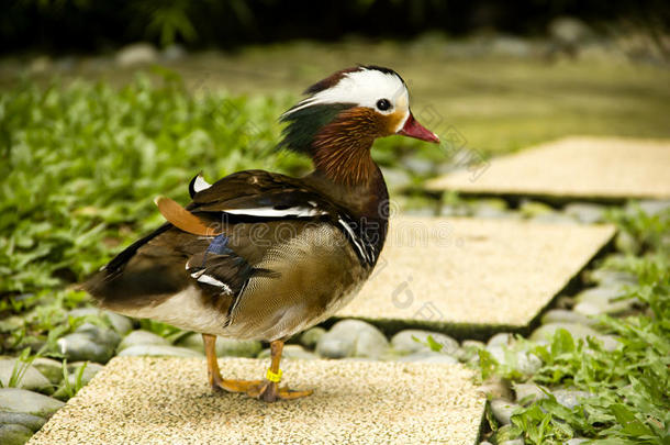 鸳鸯