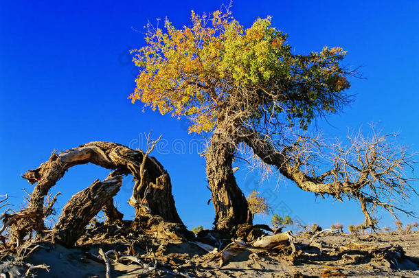 沙漠中的杨树