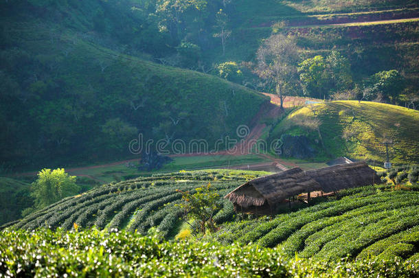 清迈冬日美景