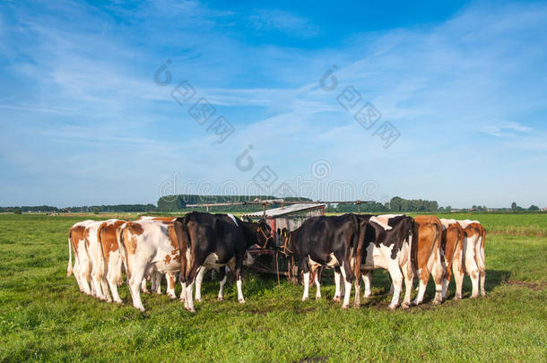 荷兰母牛挤奶后仍被绑在一起