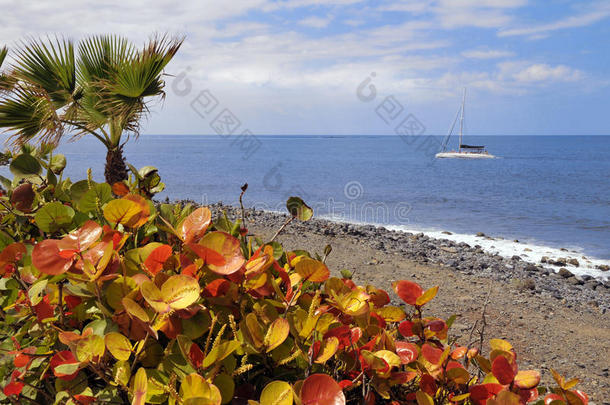 特内里费的costa adeje