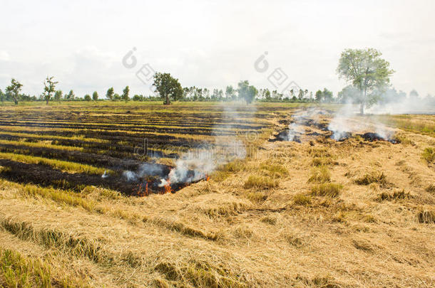 火在烧稻草。