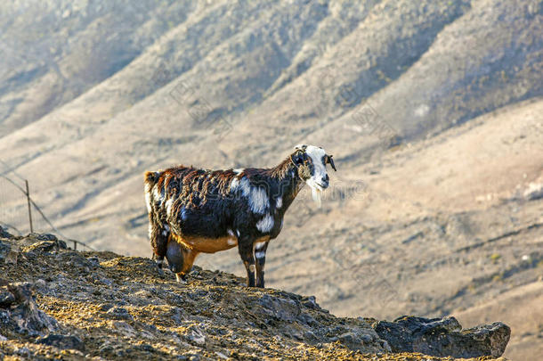 站在兰萨洛特山顶上的山羊