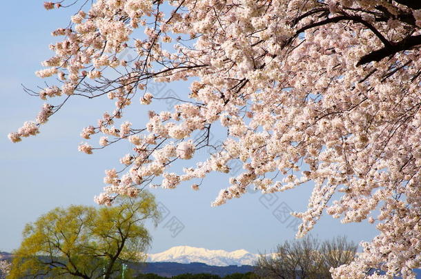 樱花雪山