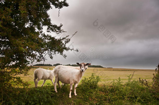 <strong>风雨交加</strong>的夏日，在风景中养羊