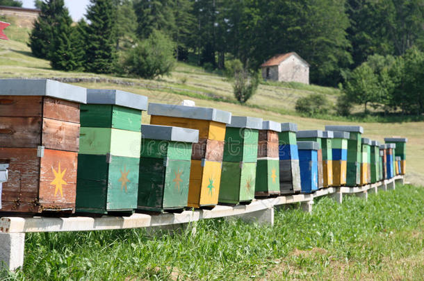 五颜六色的蜂箱里装满了蜜蜂