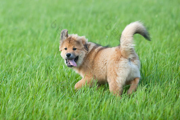 可爱的伊洛小狗在草地上玩耍