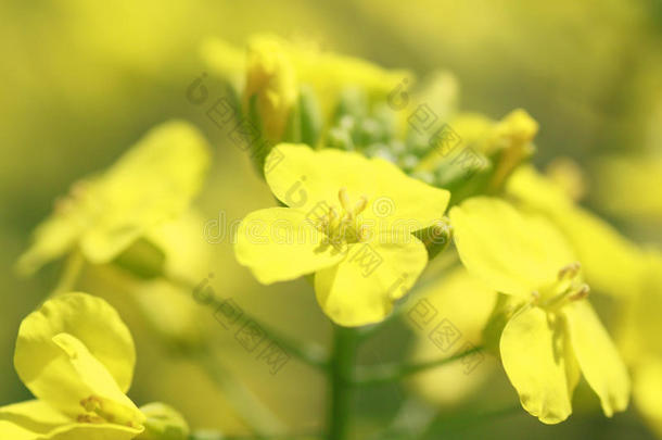 春天盛开的黄色油菜花