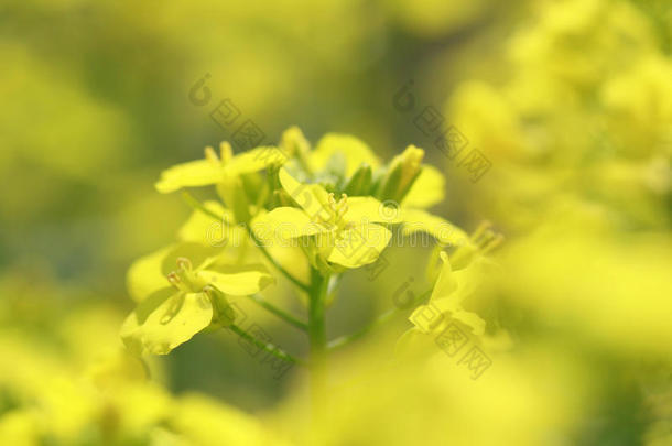 春天盛开的黄色油菜花