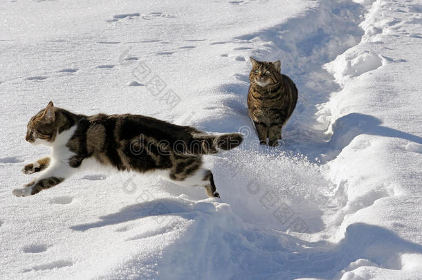 雪<strong>地</strong>里的两只猫