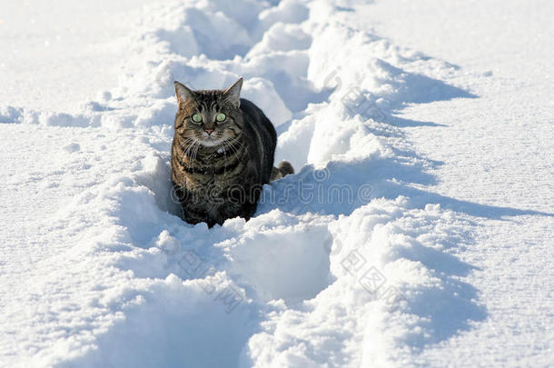 在雪地里奔跑给人以乐趣