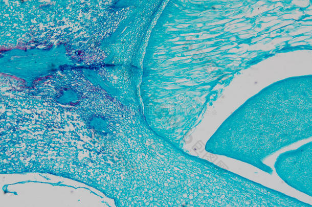 显微镜下玉米胚